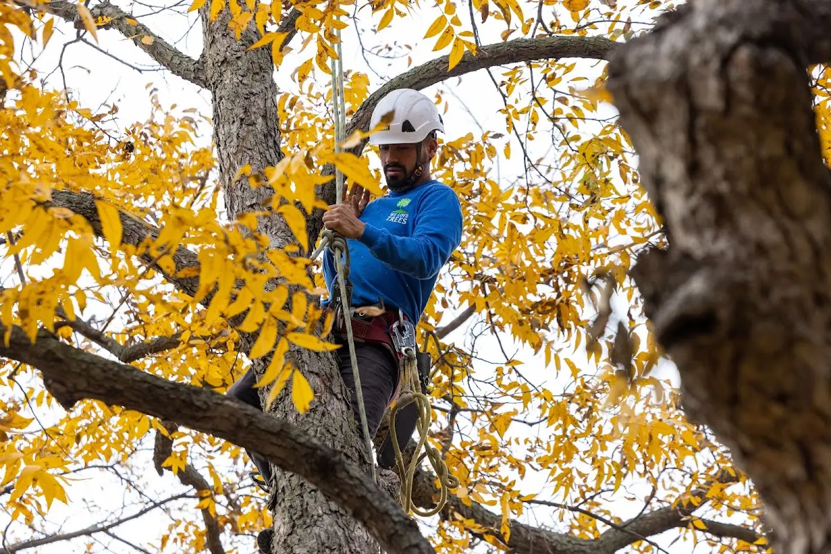 Skilled Tree Trimming crew working in Shiloh